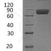 sp-PME30034 CC42 Q08334 SDS PAGE 0