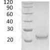 sp-PME30055 CC87 P05000 SDS PAGE 0