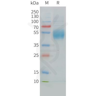 sp-pme c100027 mica sp1