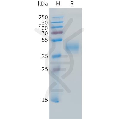 sp-pme c100034 micb sp1