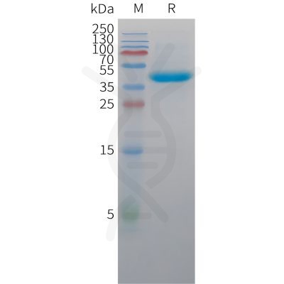 sp-pme c100045 nectin 4 sp1