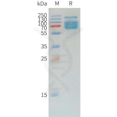 sp-pme d100007 pd l1 sp1