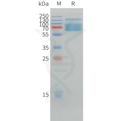 sp-pme d100009 pd l1 sp1