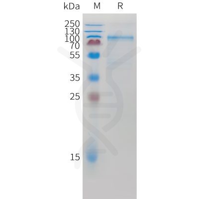 sp-pme m100112 cdh6 sp1