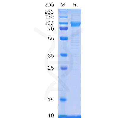 sp-pme100083 cd114 sp1