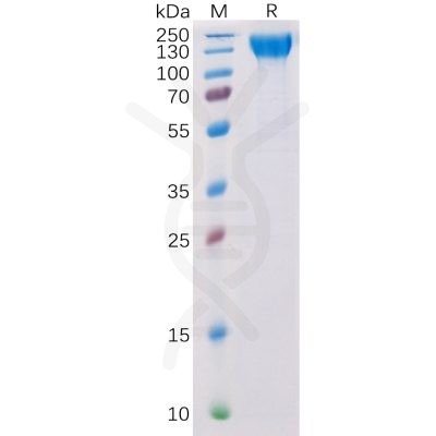 sp-pme100104 vegfr2 sp1