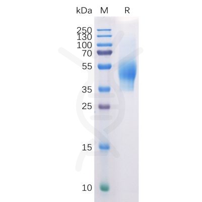 sp-pme100108 cd44 sp1