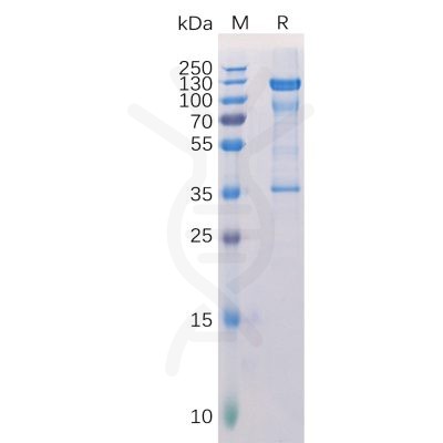 sp-pme100115 pmel sp1