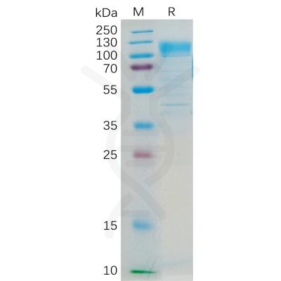 sp-pme100187 cd36 sp1