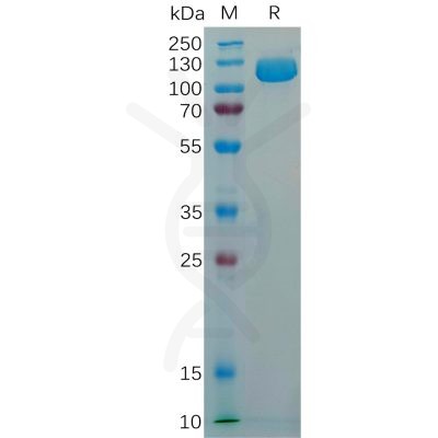 sp-pme100194 cd56 sp1