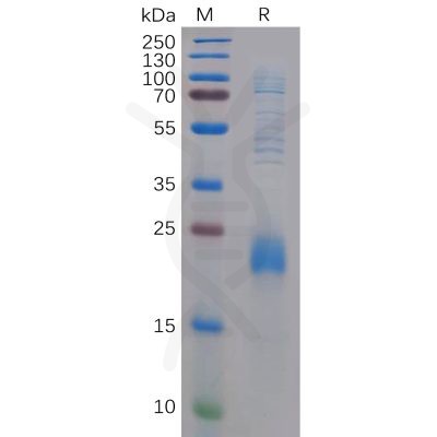 sp-pme100208 clec2d sp1