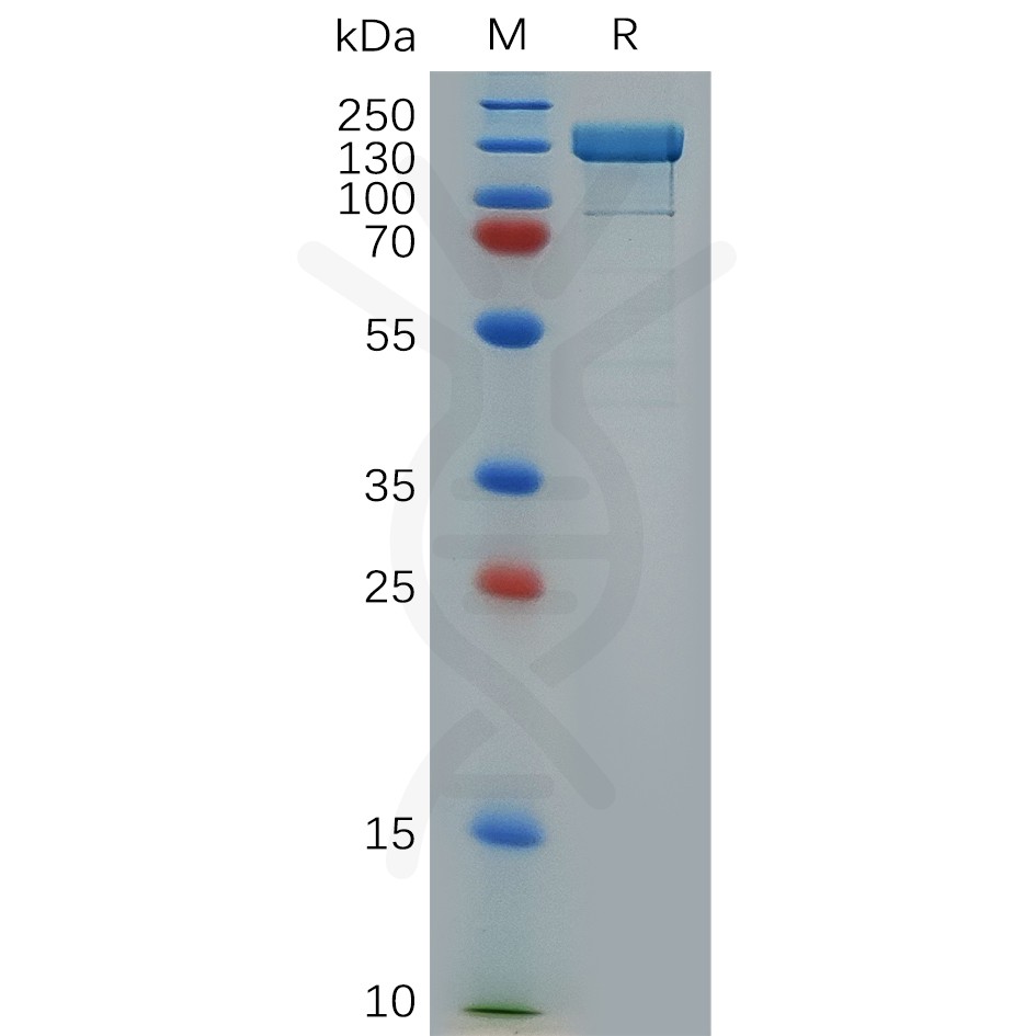 pme100311-itgb1-sp1.jpg