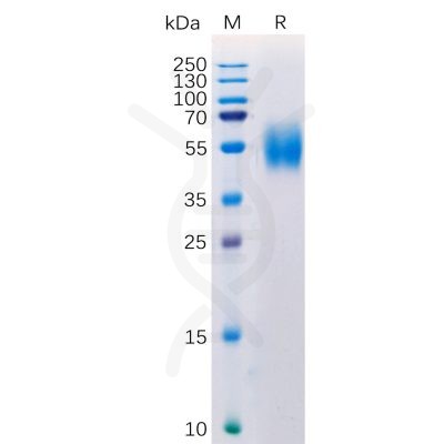 sp-pme100349 mica sp1