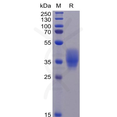 sp-pme100466 cd200 sp1