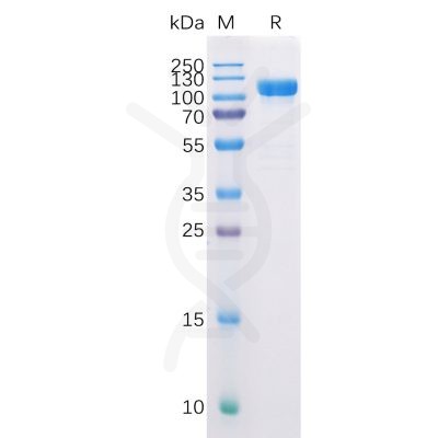 sp-pme100509 cd10 sp1