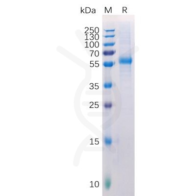 sp-pme100512 lag3 sp1