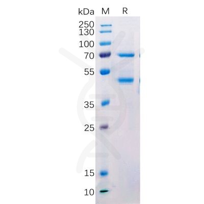 sp-pme100520 masp2 sp1