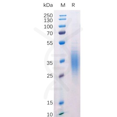 sp-pme100526 btla sp1