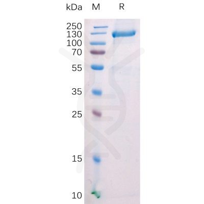 sp-pme100528 fap sp1