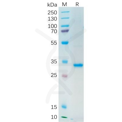 sp-pme100534 sfrp2 sp1