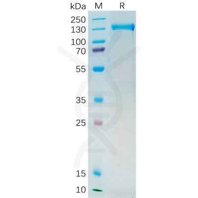 sp-pme100546 psma sp1