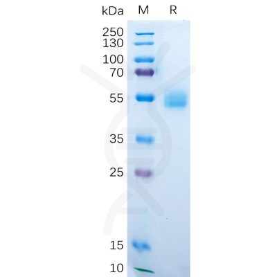 sp-pme100549 amhr2 sp1