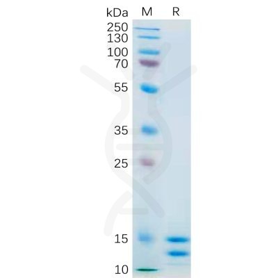 sp-pme100557 il2 sp1