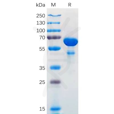 sp-pme100567 bcl2l1 sp1