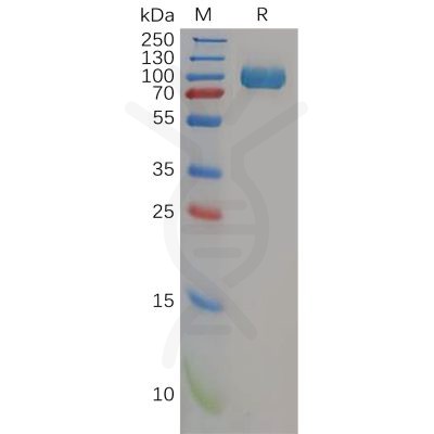 sp-pme100582 cd26 sp1