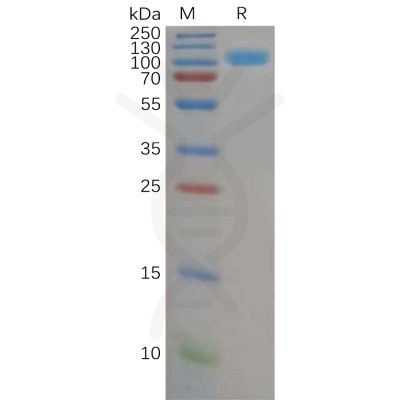 sp-pme100590 cd26 sp1