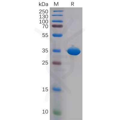 sp-pme100594 cd81 sp1