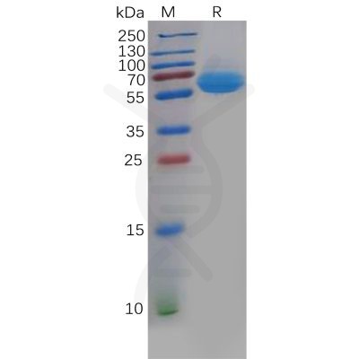 sp-pme100606 cd69 sp1