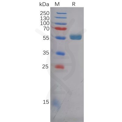 sp-pme100618 fzd4 sp1