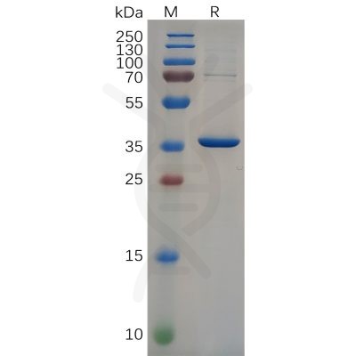 sp-pme100648 nefl sp1