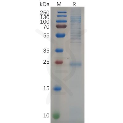 sp-pme100649 kras sp1