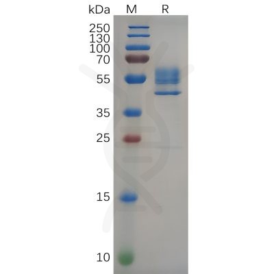 sp-pme100652 tnfrsf25 sp1