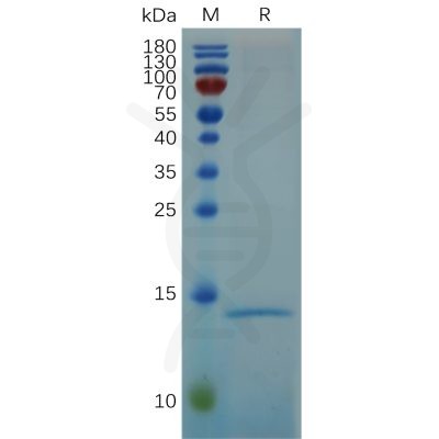 sp-pme100678 rnase4 sp1