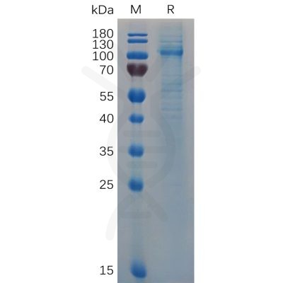 sp-pme100683 vwf sp1