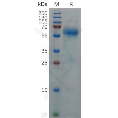 sp-pme100688 nucleocapsid sp1