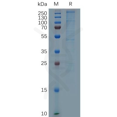 sp-pme100691 lama4 sp1