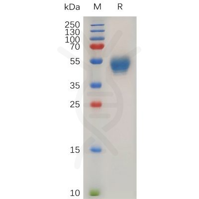 sp-pme100743 cd63 sp1