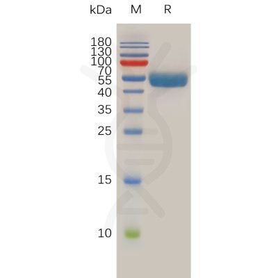 sp-pme100761 rnf43 sp1