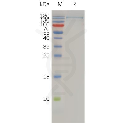 sp-pme100764 itgax itgb2 sp1