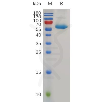 sp-pme100767 cd72 sp1