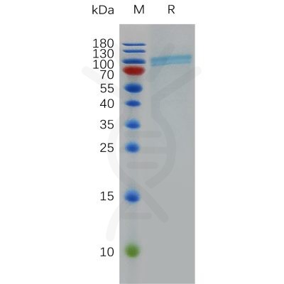 sp-pme100818 cd39 sp1