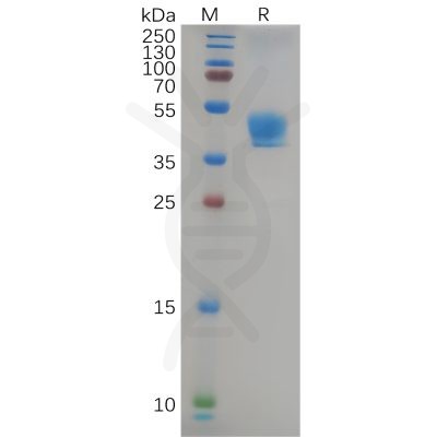 sp-pme100826 ccr9 sp1