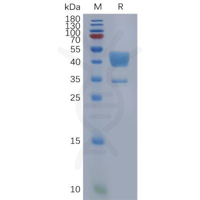 sp-pme100830 c5ar1 sp1