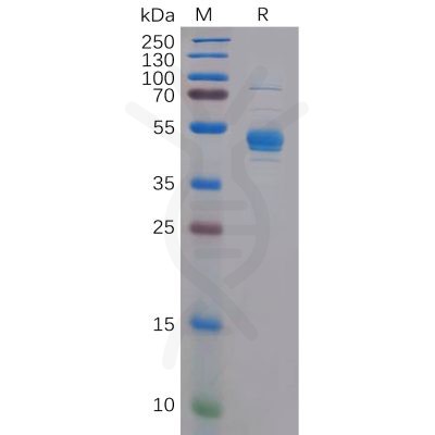 sp-pme100832 clec2d sp1