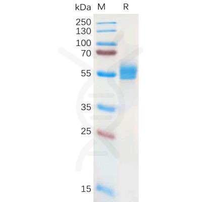 sp-pme100851 nkg2a sp1