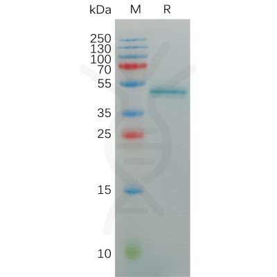 sp-pme100884 il17a sp1